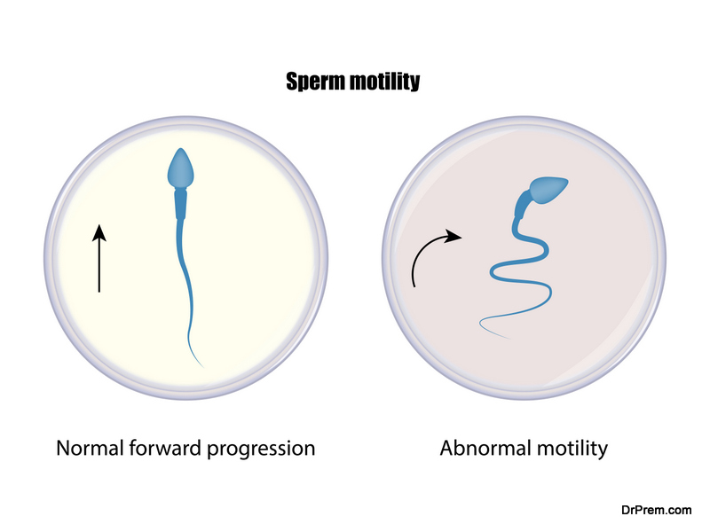 motility and conception Sperm