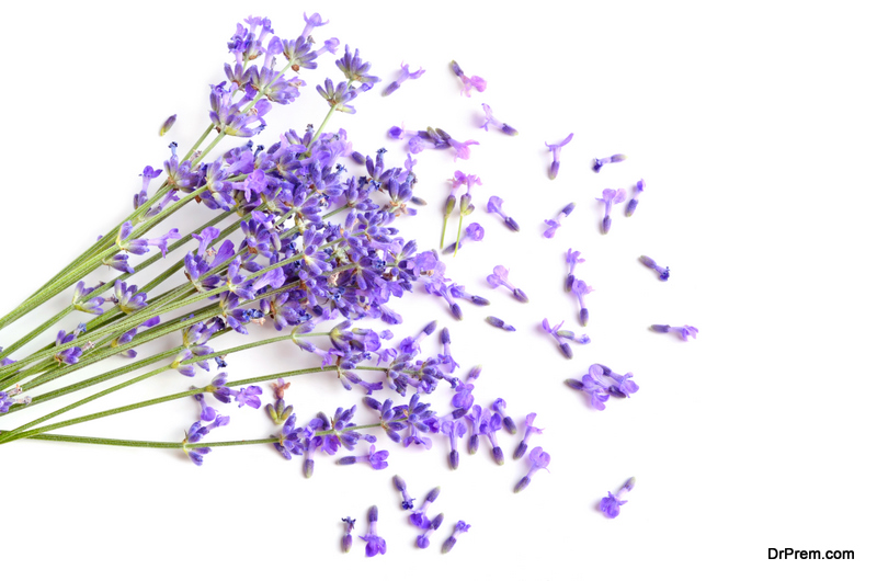 The Soothing Power of Lavender